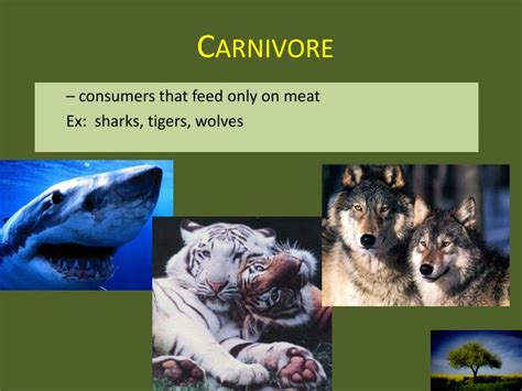 Carnivores Around The World 2025 𝚆𝚊𝚝𝚌𝚑 Episodes Free
